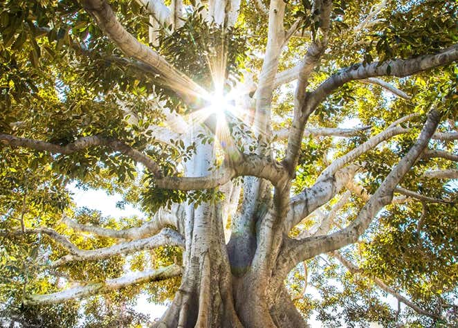 Arbre centenaire avec des branches épaises et robustes avec un feuillage dense dans lequel perce la lumière du soleil représentant la durabilité des soins au cabinet Terre de Shiatsu Lyon 5e