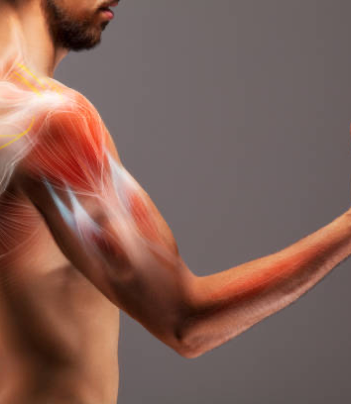 Illustration anatomique du bras d’un homme montrant les muscles et les flux internes, symbolisant l’amélioration de l’oxygénation et la revitalisation du corps grâce au Shiatsu – Cabinet Terre de Shiatsu Lyon 5e