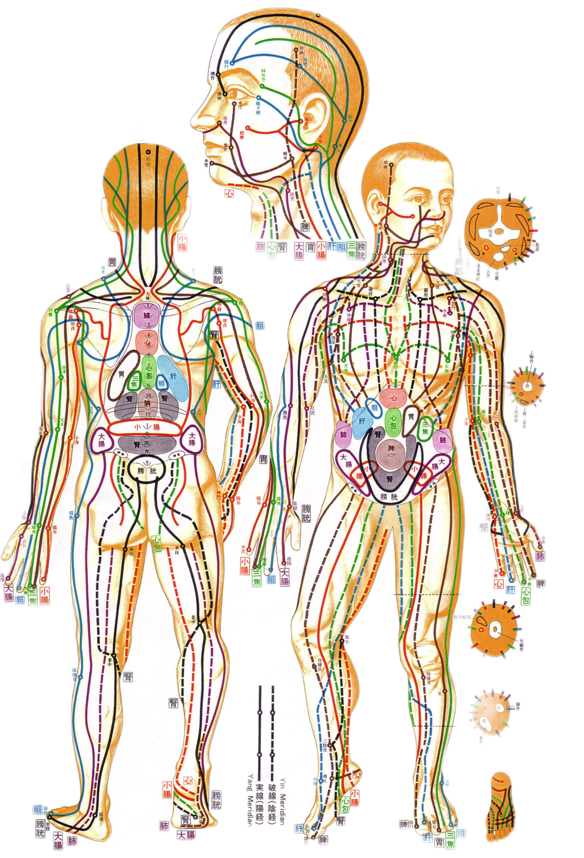Cartographie des méridiens du zen shiatsu de Shizuto Masunaga symbolisant l'harmonie des flux énergétiques - cabinet Terre de Shiatsu Lyon 5e