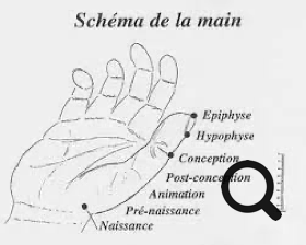 Planche descriptive des zones de correspondance de la main du massage métamorphique - cabinet Terre de Shiatsu Lyon 5e