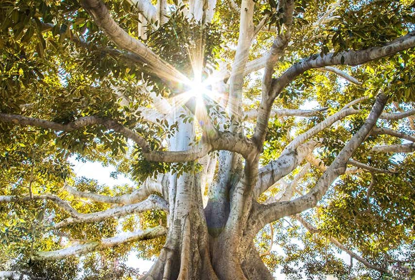 Arbre centenaire avec des branches épaises et robustes avec un feuillage dense dans lequel perce la lumière du soleil représentant la durabilité des soins au cabinet Terre de Shiatsu Lyon 5e